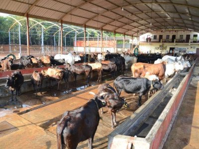 भूखी गायों के लिए अन्नदान